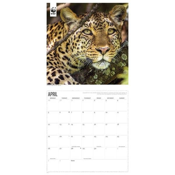 WWF, Big Cats Calendar 2027, Wall Calendars, Month To View, Animals, Gift