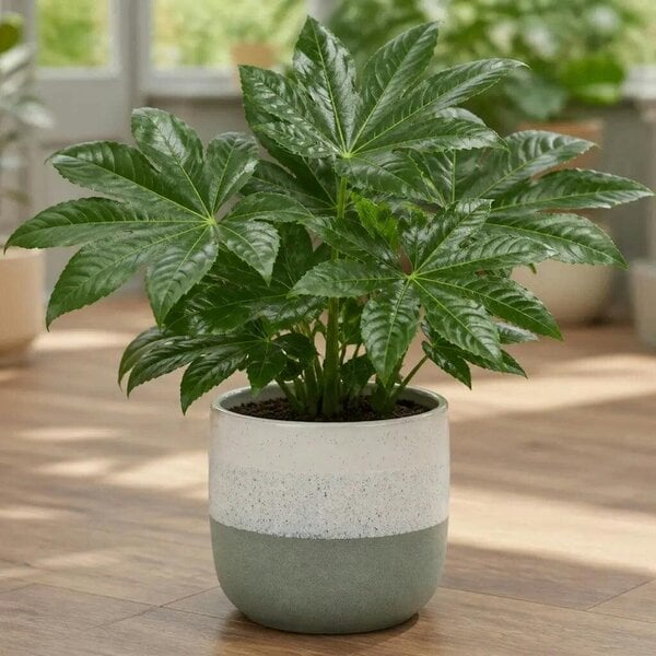 Fatsia Paper Plant – Large Glossy Green Foliage Evergreen Indoor and Outdoor Plant - Green Stoneware Pot