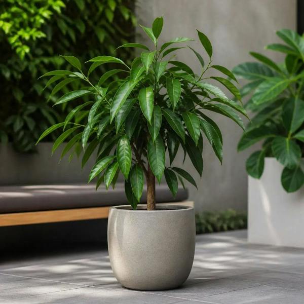 Ficus Binnendijks Narrow Leaf Fig 21cm Pot – Large Indoor Houseplant