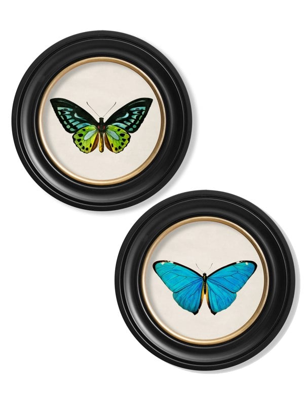 Exceptional Art c.1836 Tropical Butterflies - Round Frames