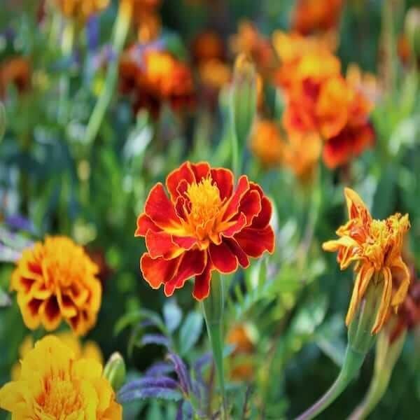 marigold bonita mix