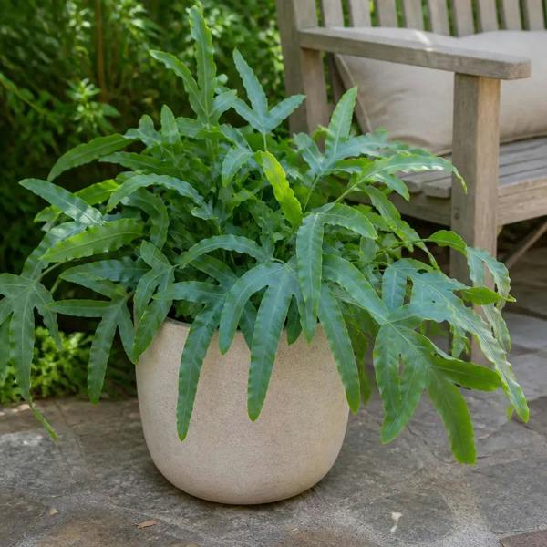 Phlebodium Blue Fern Blue Star Fern 17cm Pot – Easy Care Pet Friendly Indoor Houseplant