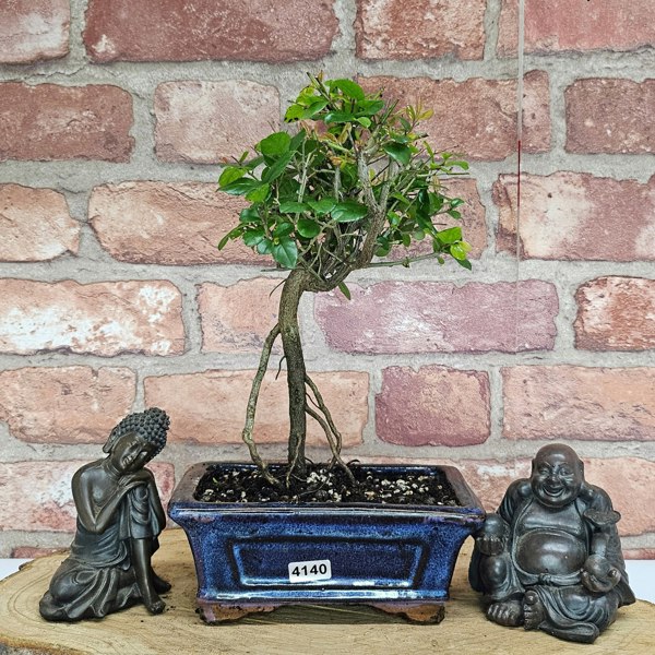 Yorkshire Bonsai Bird Plum (Sageretia) Bonsai Tree | Broom | In 15cm Pot