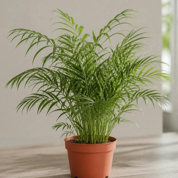 Chamaedorea Elegans Parlour Palm 2L – Elegant Tropical Indoor Houseplant - Nursery Pot