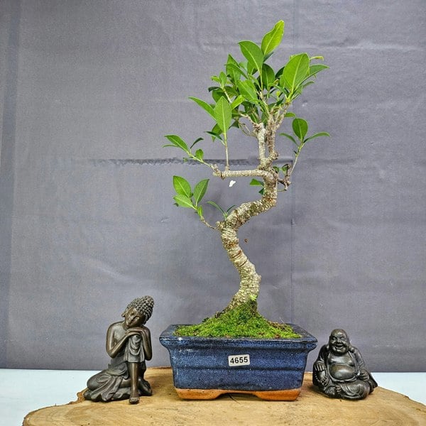 Yorkshire Bonsai Ficus Microcarpa (Banyan Fig) Indoor Bonsai Tree | Shaped | In 15cm Pot