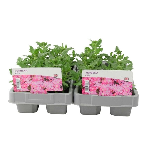 Verbena Pink 6 Pack x 2 (12 Plants) plants by post