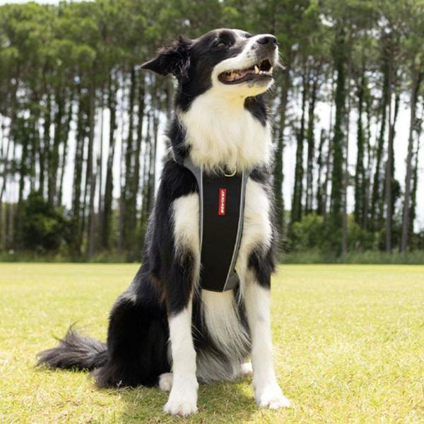 EzyDog X-Link Dog Harness in Black