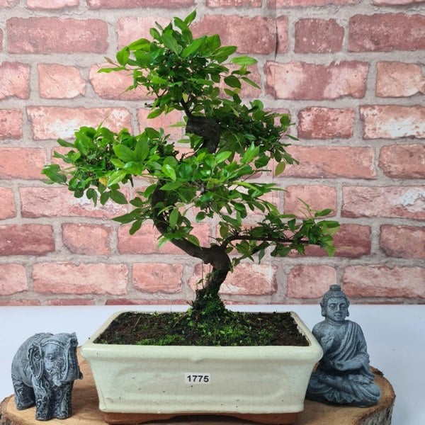 Bird Plum (Sageretia) Bonsai Tree | Shaped | In 20cm Pot - Yorkshire Bonsai