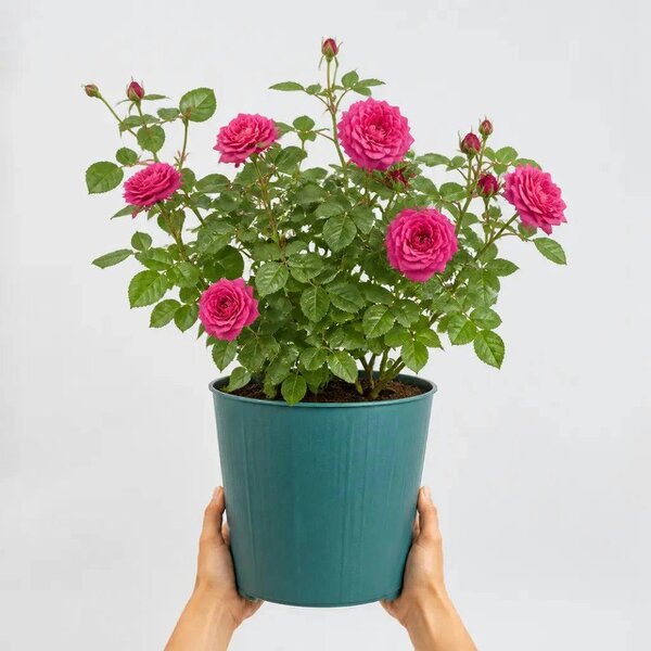 5L Rose Let's Celebrate Dark Pink Rose Bush- Beautiful Flowering Garden Plant - Metal Teal Vertical