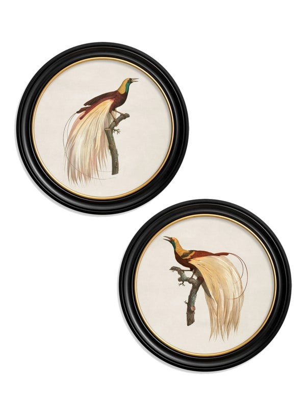 Exceptional Art c.1809 Birds of Paradise - Round Frames