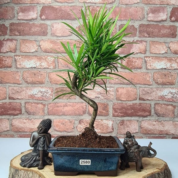 Buddhist Pine (Podocarpus Micro) Bonsai Tree | Shaped | In 15cm Pot - Yorkshire Bonsai