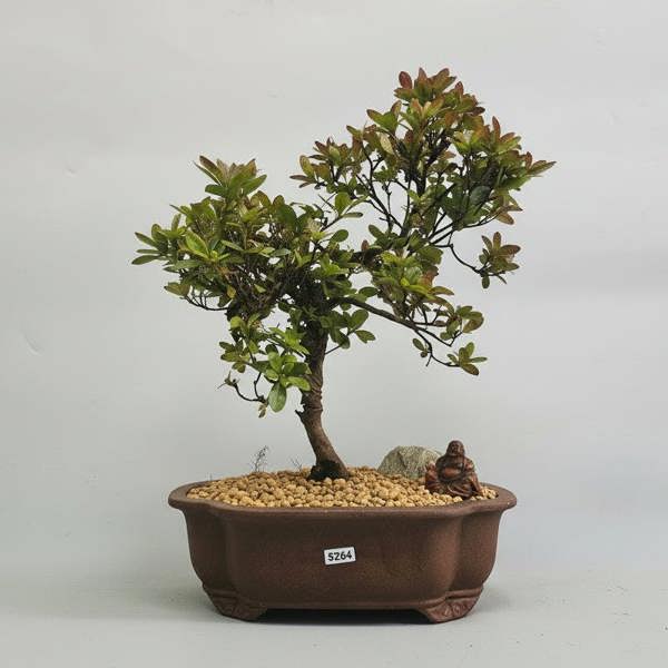 Yorkshire Bonsai Azalea (Rhododendron) Premium Bonsai Tree Bundle | Shaped | In 26cm Pot | 5264