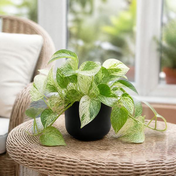Epipremnum Marble Queen Pothos 12cm Pot Plants By Post