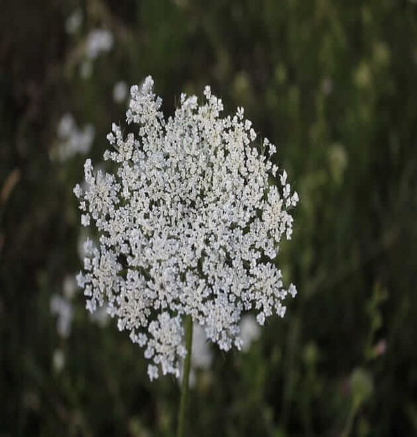 daucus carota seeds