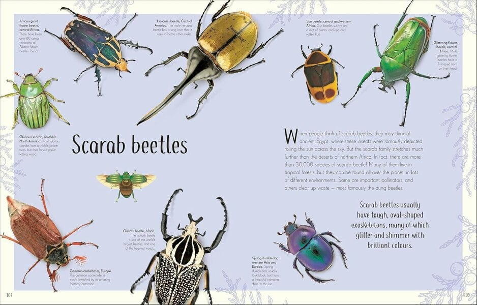 An Anthology of Remarkable Bugs: Discover the Hidden Wonders of the Insect World (DK Children's Anthologies)