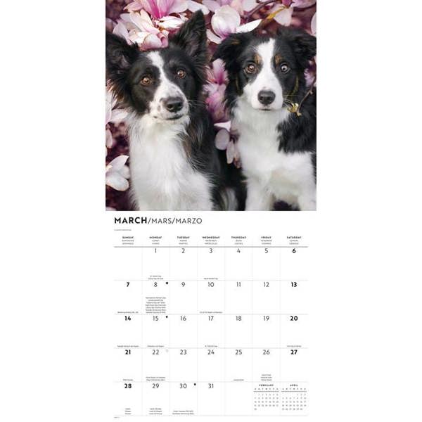 Border Collies Calendar 2027, Wall Calendars, Month To View, Dogs, Gift