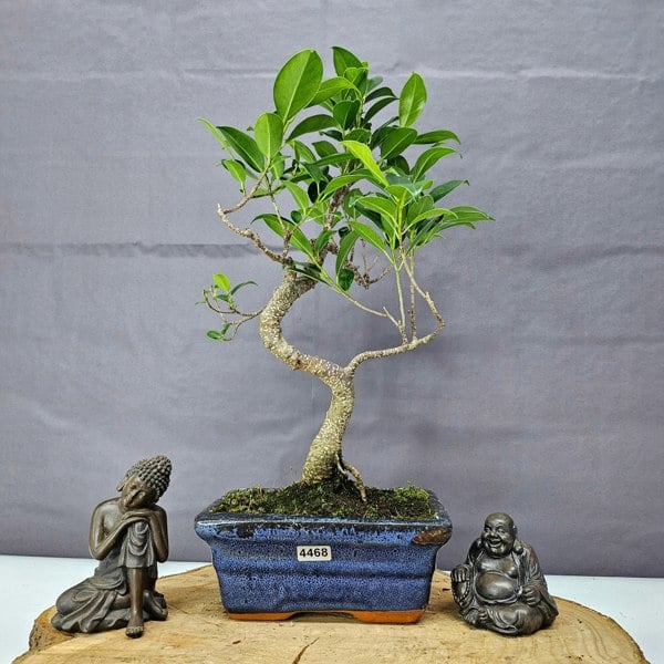 Yorkshire Bonsai Ficus Microcarpa (Banyan Fig) Indoor Bonsai Tree | Shaped | In 15cm Pot