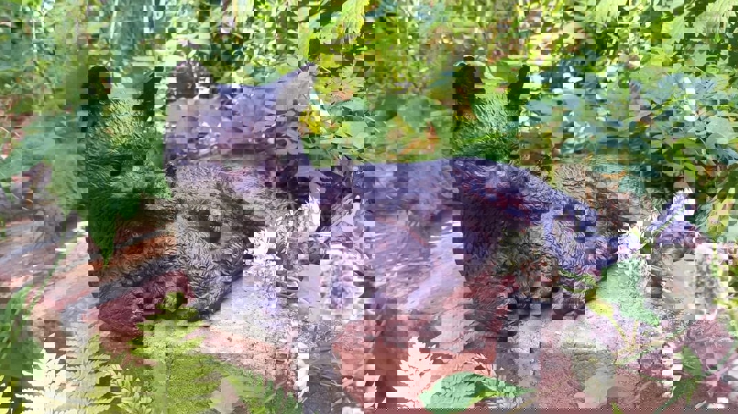 Inspirational Gifting Cat and Kitten Garden Sculpture Ornament Decor