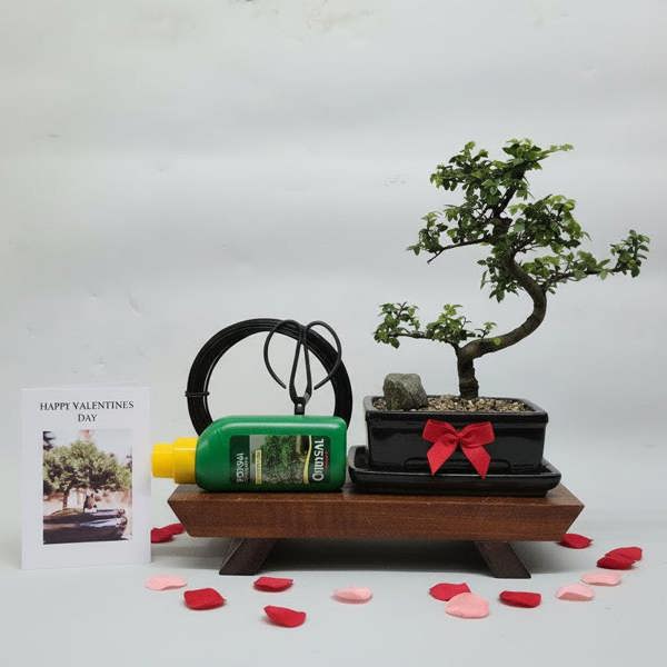 Yorkshire Bonsai Valentine's Bonsai Starter Bundle | Chinese Elm (Ulmus Parvifolia) | Shaped