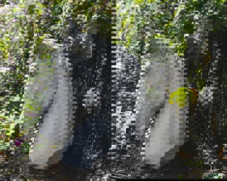 Stallion Horse Head Concrete Garden Ornament