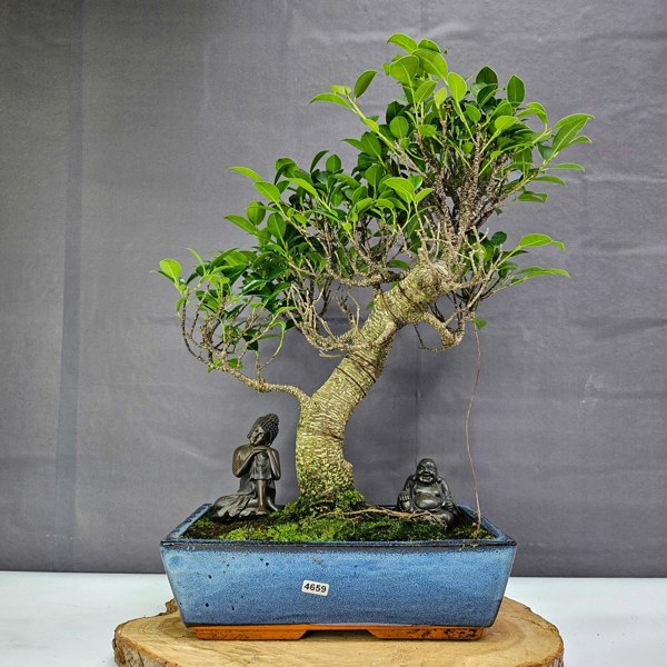 Yorkshire Bonsai Ficus Microcarpa (Banyan Fig) Indoor Bonsai Tree | Shaped | In 30cm Pot