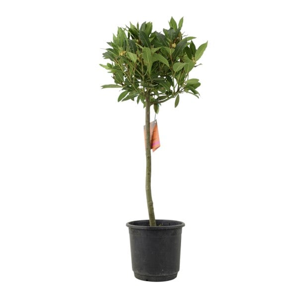 Bay Tree Standard – 90cm Tall Hardy Evergreen Laurus Nobilis for Pots & Borders Plants By Post UK