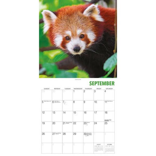 Unbranded Red Pandas Calendar 2027, Wall Calendars, Month To View, Animals, Gift