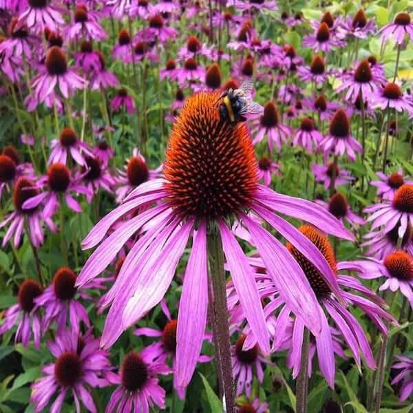 planting echinacea purpurea Heirloom Echinacea Purpurea Seeds