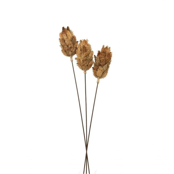Hill Interiors Protea Dried Plant - Natural