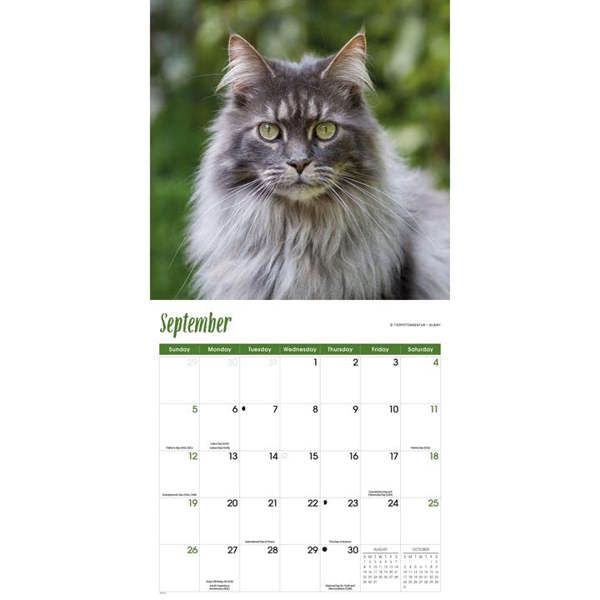 Maine Coon Cats Calendar 2027, Wall Calendars, Month To View, Cats, Gift