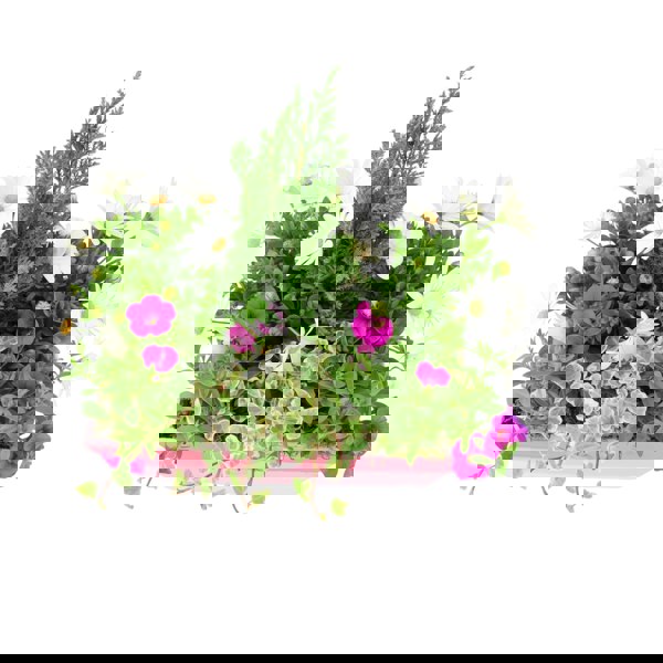 Seasonally Planted Pink & White Wooden Trough Plants By Post