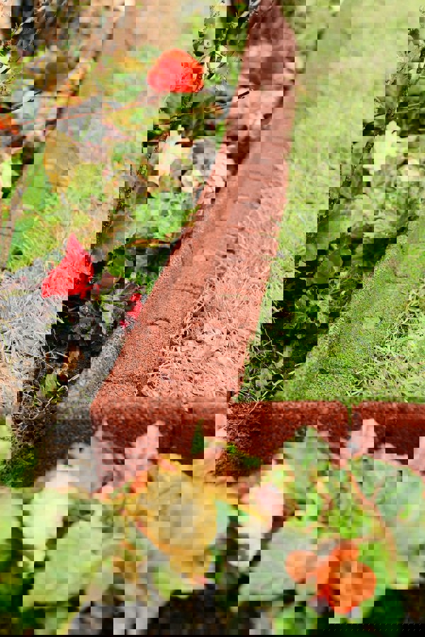 FlexiBorder Terracotta FlexiBorder