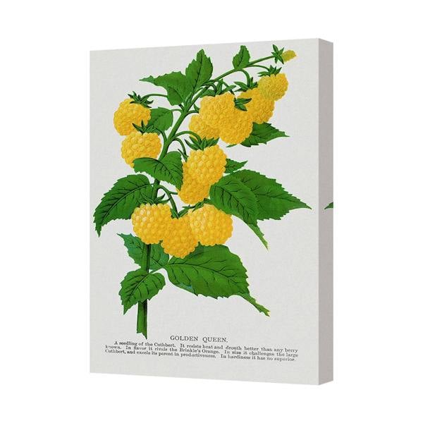Benjamin Tate Design Golden Queen Raspberry Canvas Art Print On Deep Wooden Frame