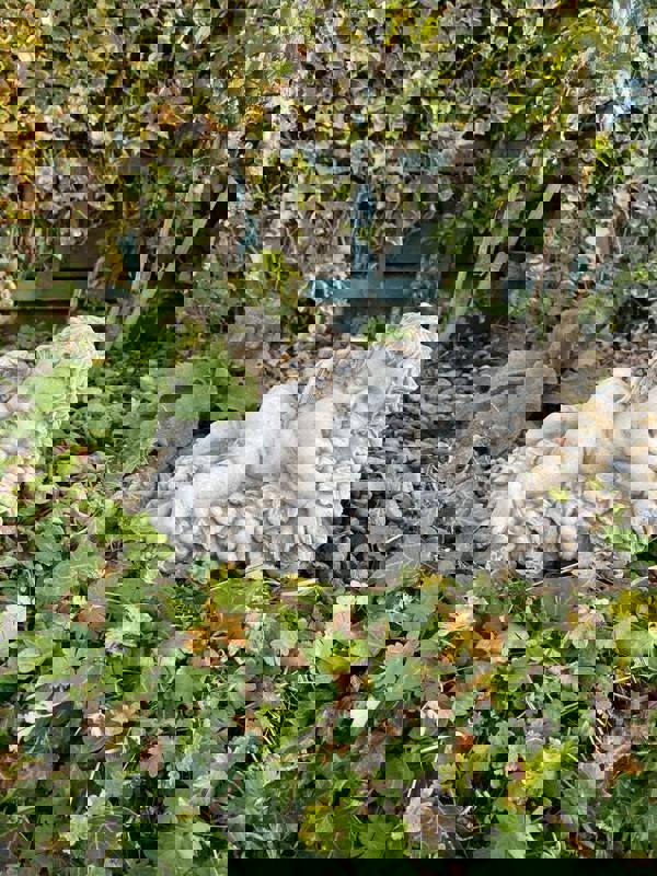 Vintage Cherub Statue Laying on a Grape