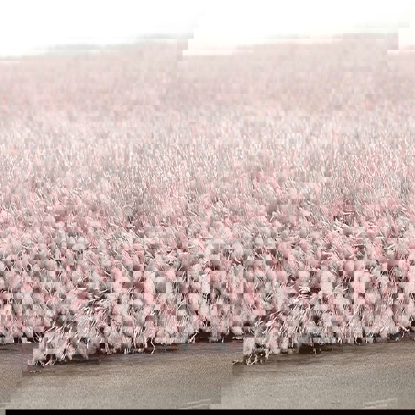 Origins Chicago Rose