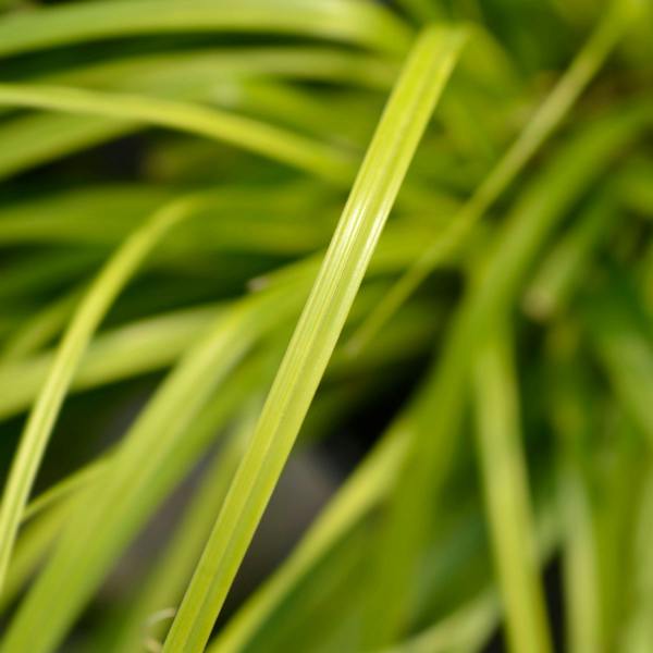 Carex 'Everillo' Japanese Sedge Lime Yellow Evergreen Ornamental Grass 2L Pot The Rose Press Garden