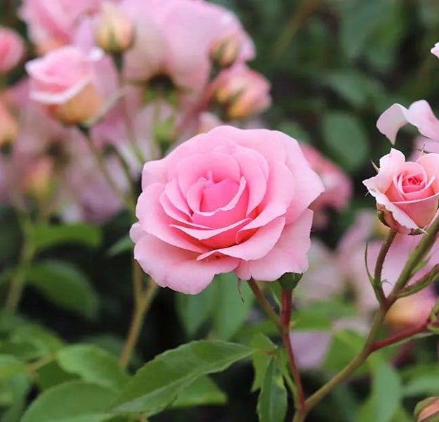 Rose You're Beautiful Bush 