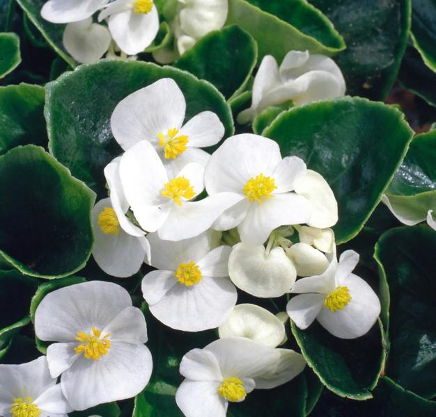 Begonia Semperflorens Green White 6 pack x 2 (12 Plants