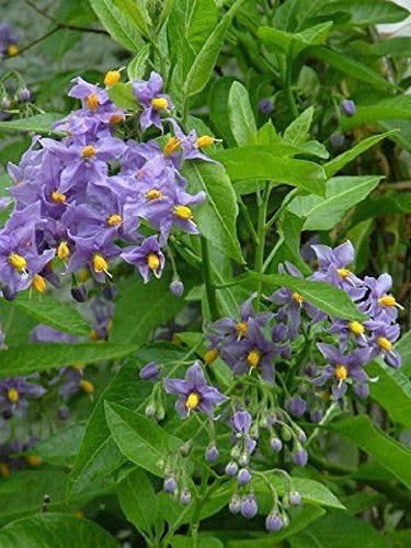 Direct Plants 1x 3-4ft Large Solanum Crispum Glasnevin Blue Flowering Climbing Plant 3l