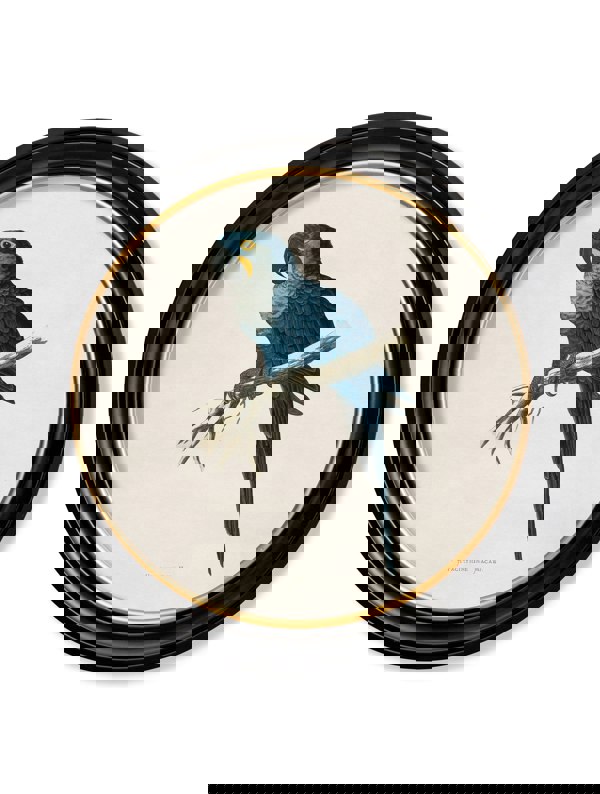 Exceptional Art C.1884 Collection of Macaws in Round Frames