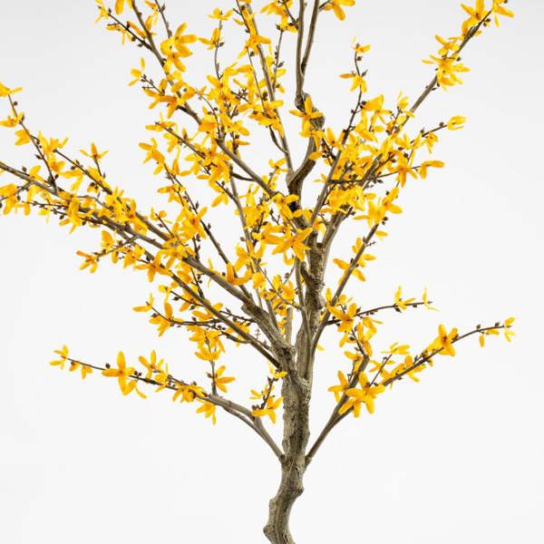 Scottish Everlastings 132cm Forsythia Tree