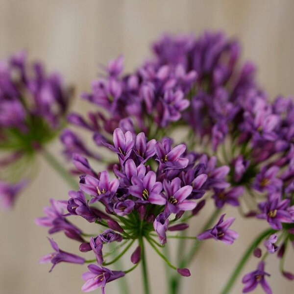 Wyld Haus Set of 3 Artificial Flowers Lilac Agapanthus Sprays