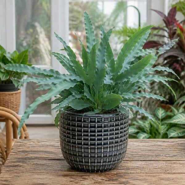 Phlebodium Blue Star Fern – Elegant Blue-Green Foliage Indoor Houseplant
