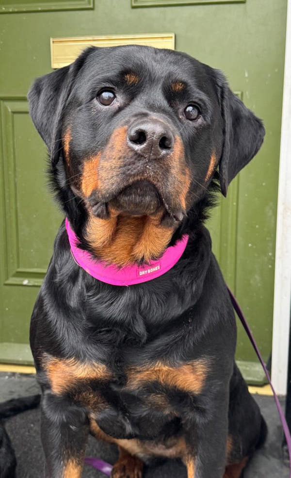 DRYBONES Dog Collar