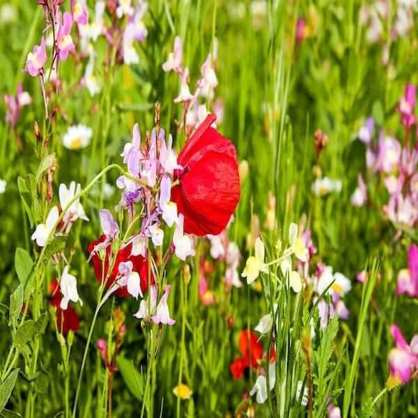 best flower seeds for shade