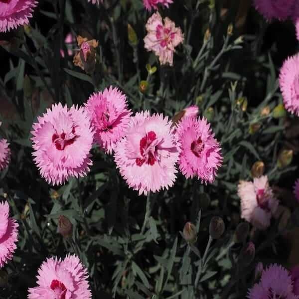 Dianthus barbatus mix