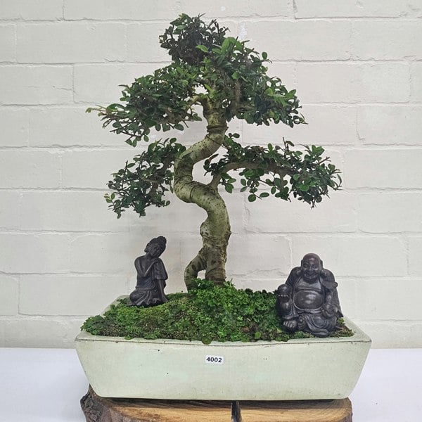Yorkshire Bonsai Large Chinese Elm (Ulmus Parvifolia) Bonsai Tree | Shaped | In 35cm Pot