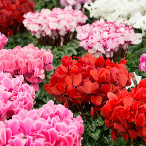Cyclamen Growers Selection 10.5cm Pot Pack of 3 & 6 Flowering Outdoor Plants Plants By Post