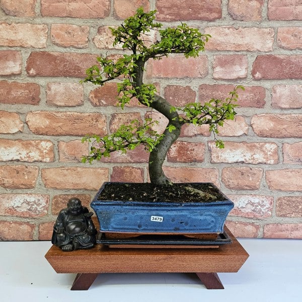 Yorkshire Bonsai Chinese Elm (Ulmus Parvifolia) Bonsai Tree | Shaped | In 25cm Pot