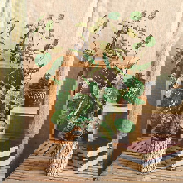 FD2 Artificial Plant-Weilai Concept-Weilai Concept